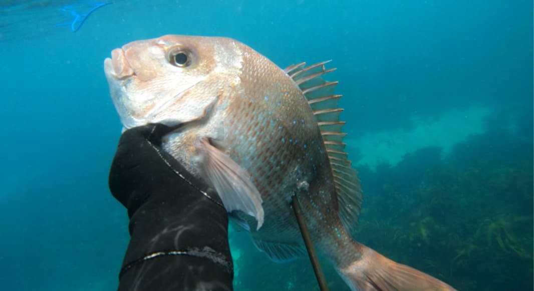 Maya freediving with a snapper catch off the Victorian coast